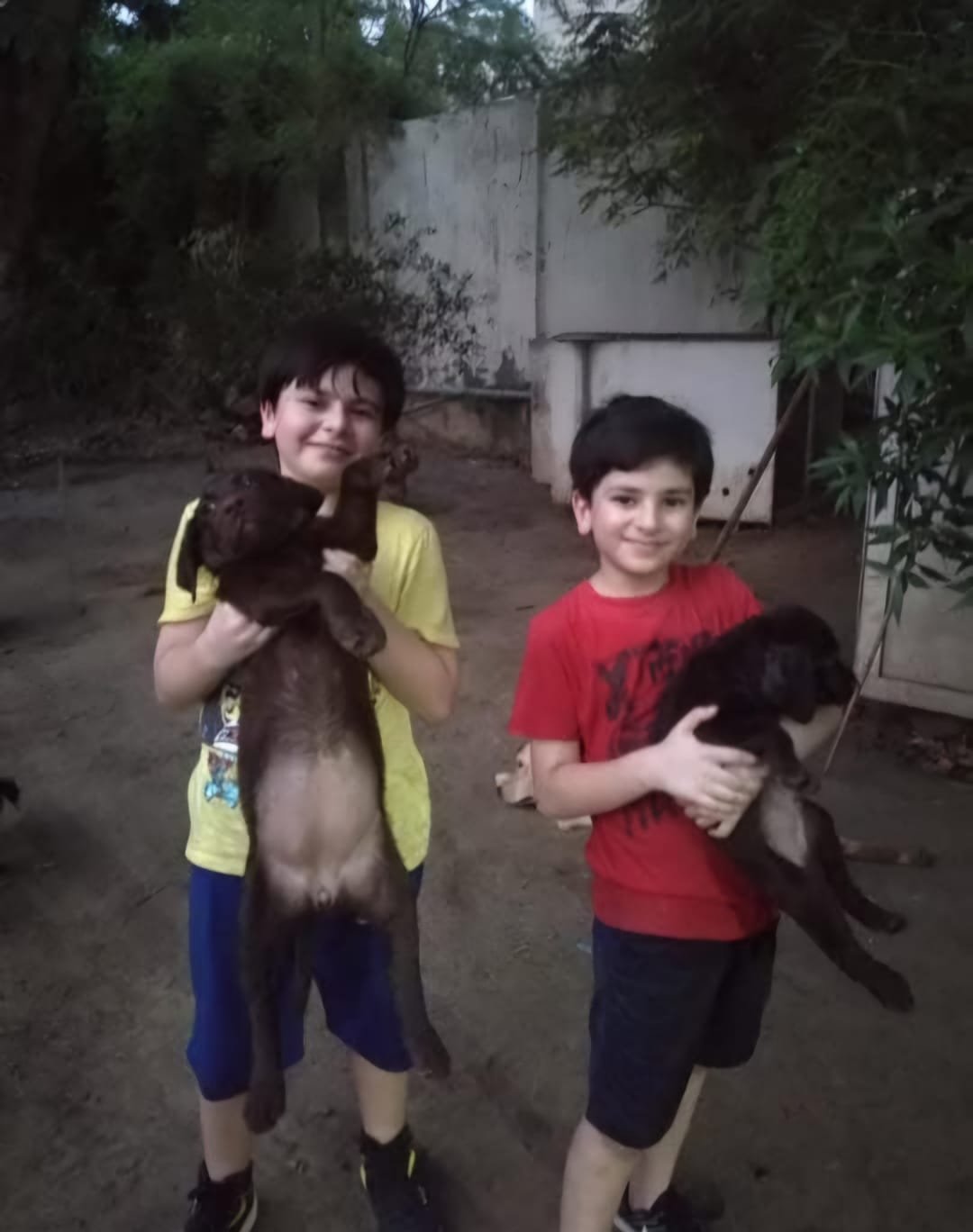 Dog 1