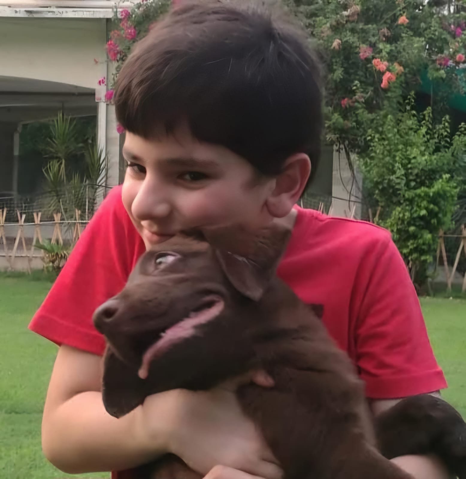 Dog 2