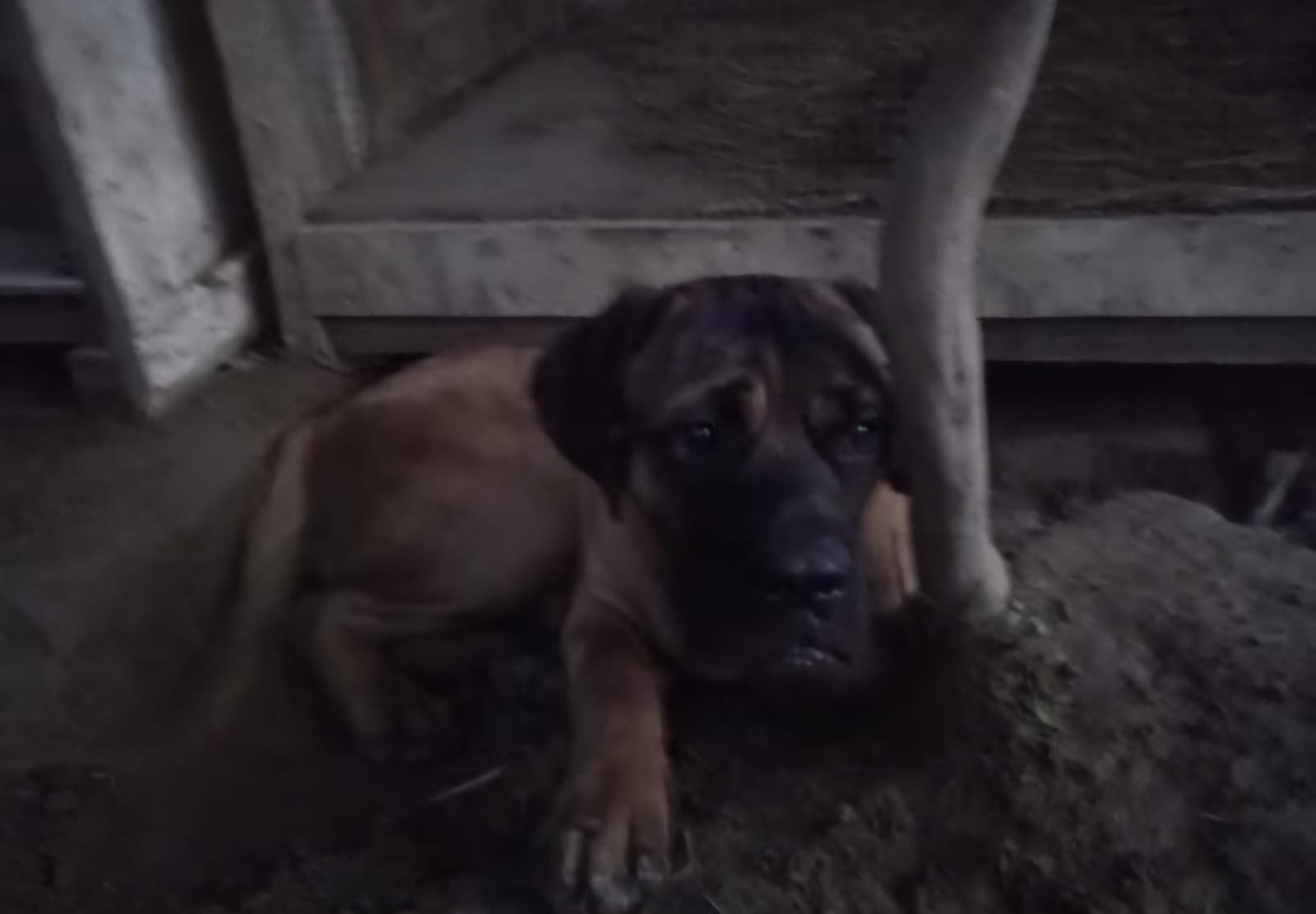 Dog 4