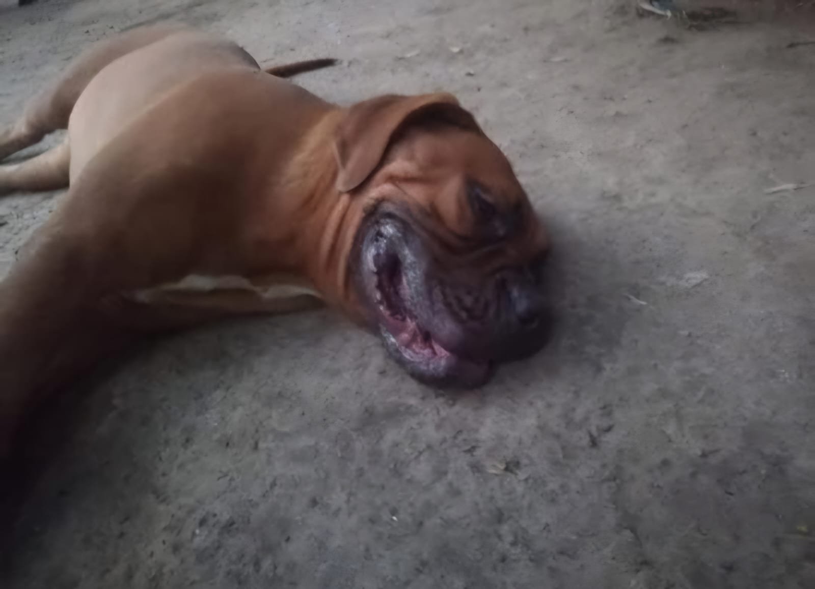 Dog 5