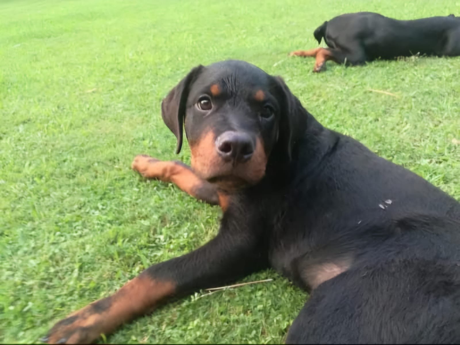 Dog 6