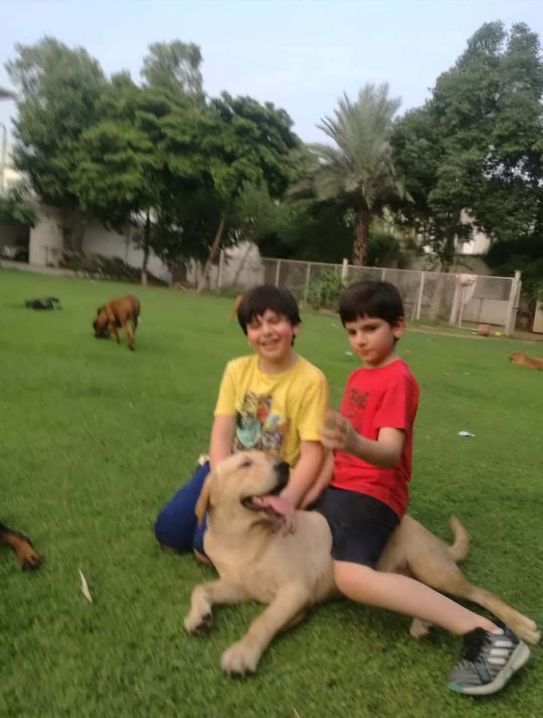 Dog 7