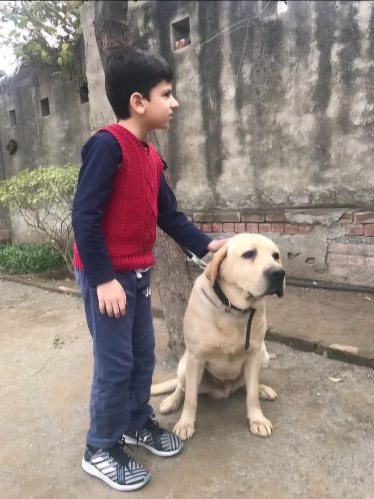 Dog 8