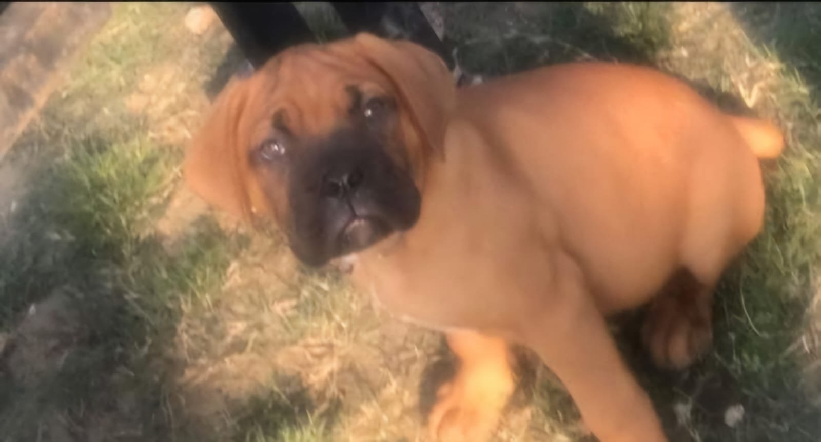 Dog 13
