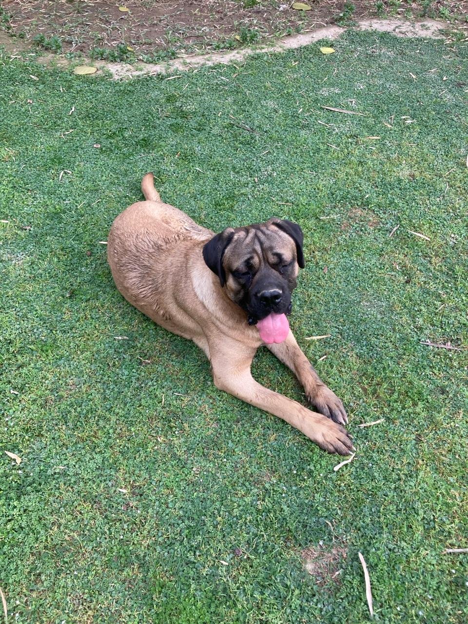 Dog 16