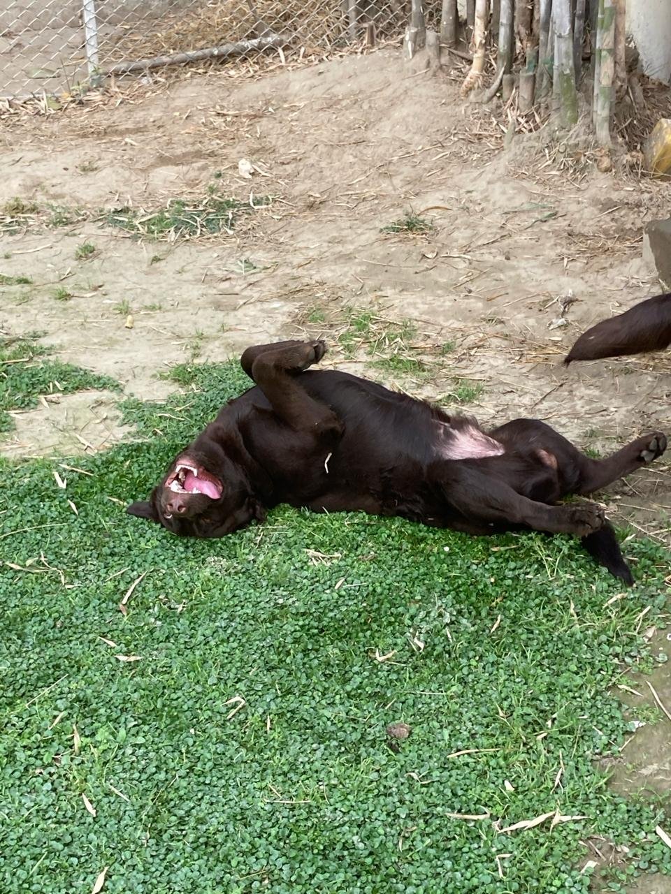 Dog 17
