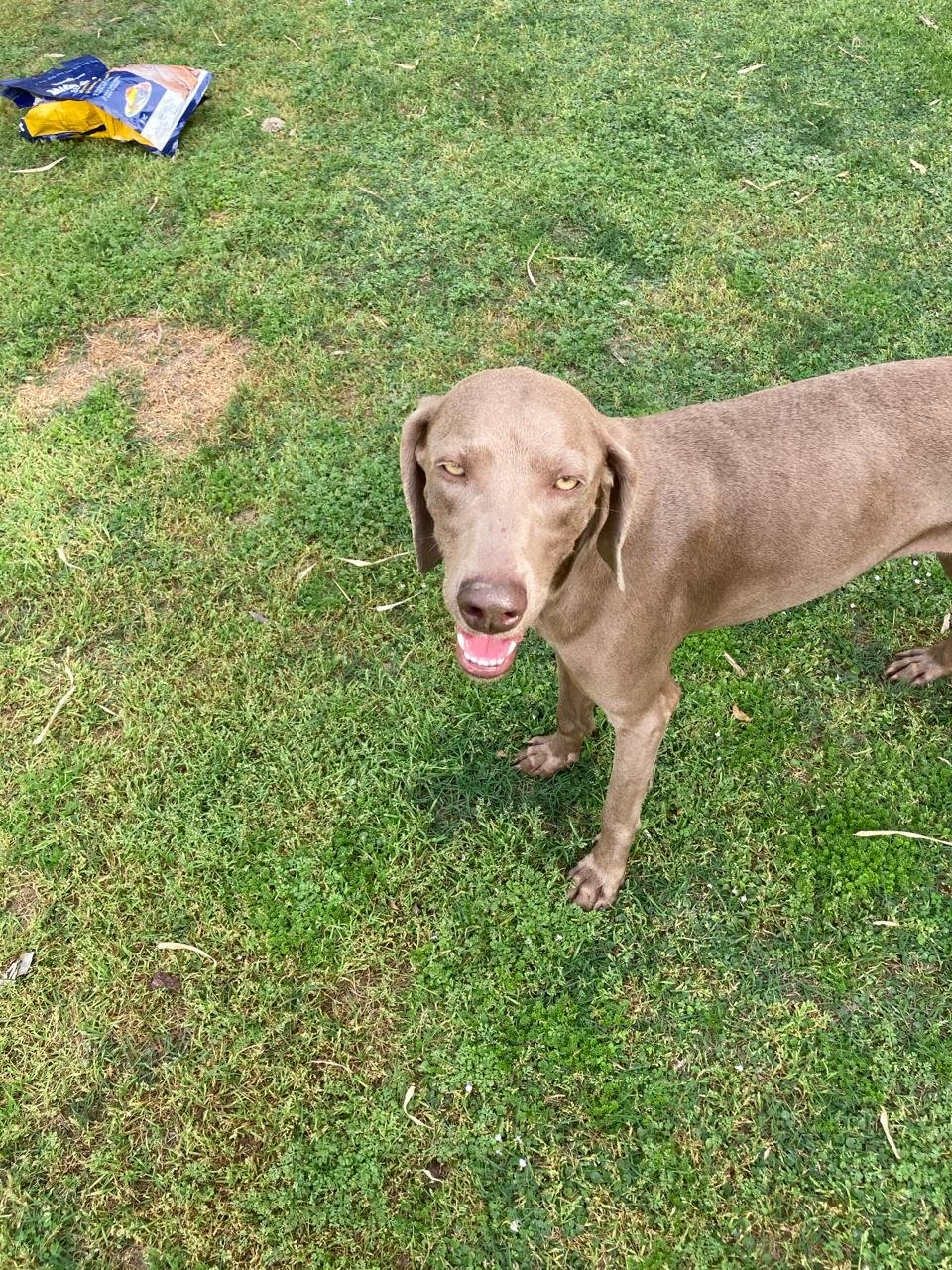 Dog 19