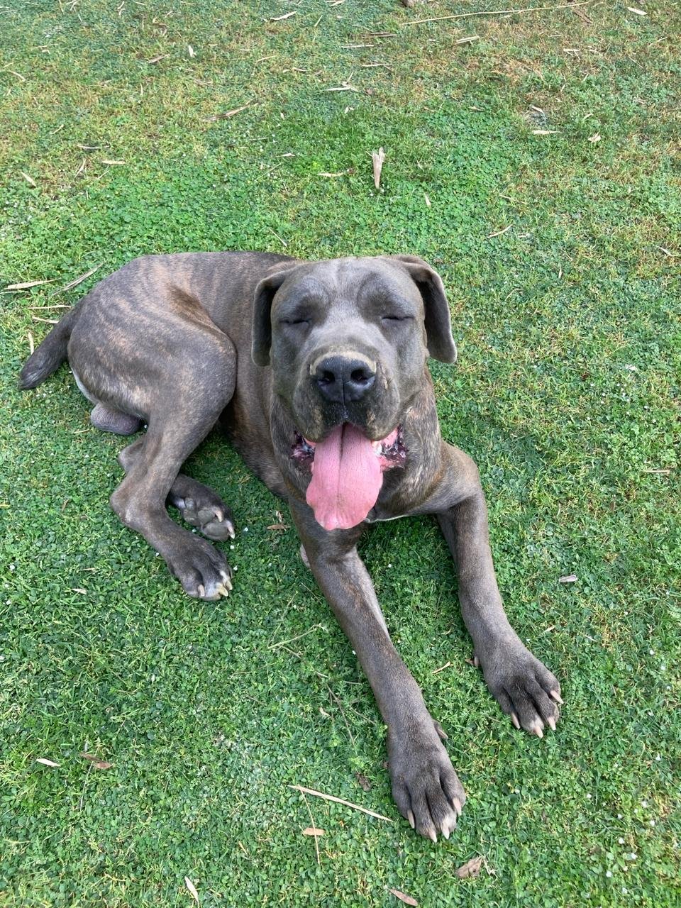Dog 20