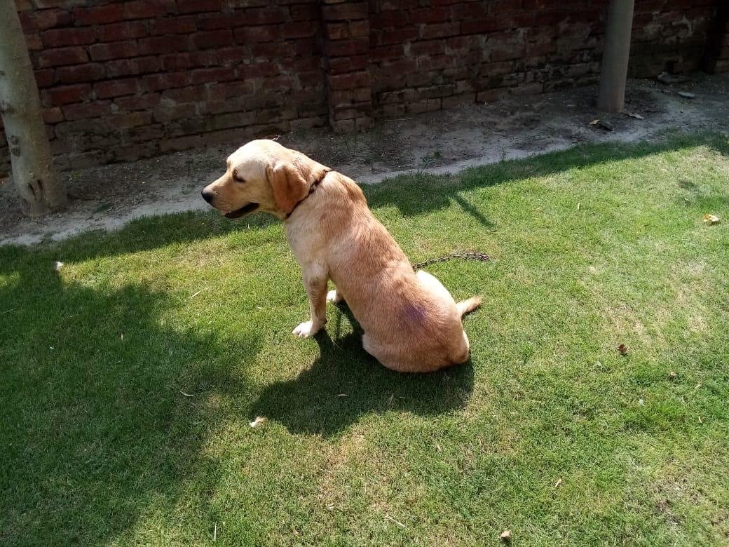 Dog 21